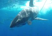 Shark Buffets Diving Cages in Close Encounter Off Mexico