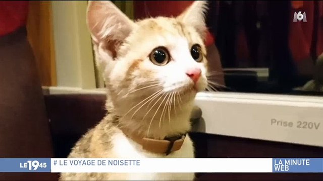 Un chaton perdu prend le train tout seul et retrouve sa maitresse grâce... à Twitter ! Regardez