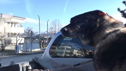 Tokat'ta Köpek Dövüştürenlerle İlgili Yeni Görüntüler Ortaya Çıktı