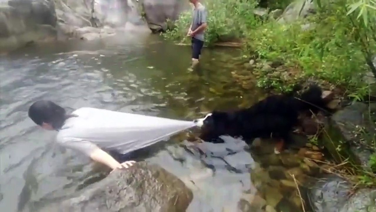 un chien est un peu trop protecteur quand son maître veut de baigner