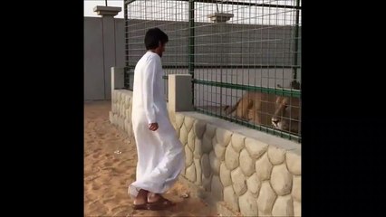 Il fait le malin tant que le lion est en cage mais une fois libéré...