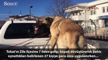 7 ilden Tokat’a gelip, bahis amaçlı köpek dövüştürdüler