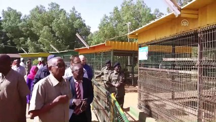 Cumhurbaşkanı Erdoğan'a hediye edilen aslanlar Gaziantep'teki yuvalarına yerleştirildi (1) - GAZİANTEP