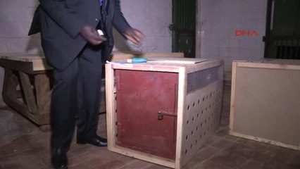 Gaziantep-Cumhurbaşkanı Erdoğan'a Hediye Edilen Aslanlar Gaziantep'te