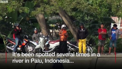 Indonesia crocodile stuck in a tyre worries rescuers - BBC News