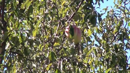 Kağızman Uzun Elması" Tescillendi