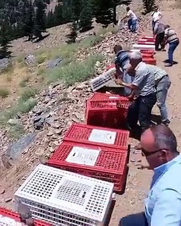 Kurdish villagers freed 20 Partridges
