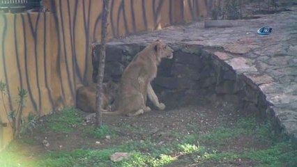 Cumhurbaşkanı Erdoğan'a Hediye Edilen Aslanlar Tanıtıldı