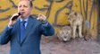 Erdoğan İsim Koydu! Afrika'da Hediye Edilen Aslanlar, Gaziantep'teki Yuvalarına Yerleşti