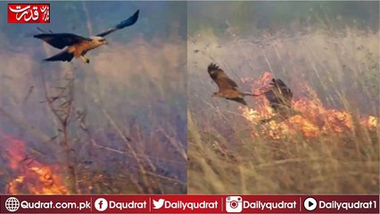 The Australian hunter birds started fire in the forest