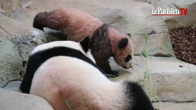 Bébé panda : première sortie publique pour Yuan Meng