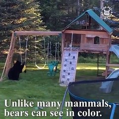 Bears are awesome! 
