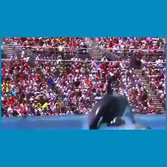 water magic movement with dolphins