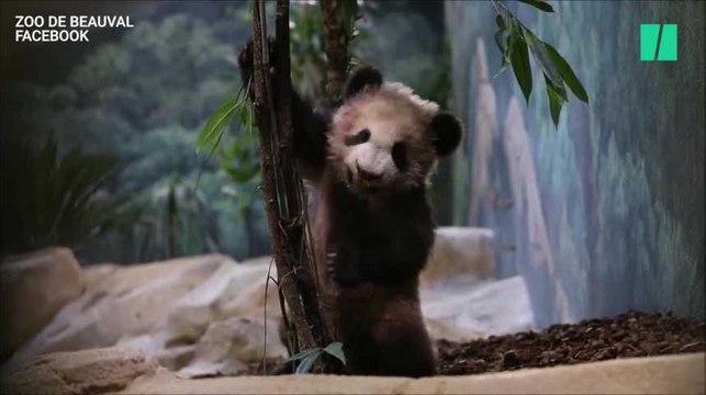 Yuan Meng, le bébé panda du zoo de Beauval a fait sa première sortie publique