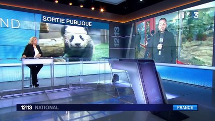 Yuan Meng : des retombées économiques importantes pour le zoo de Beauval