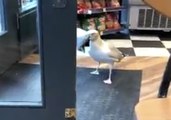 Brazen Seagull Seen Stealing Packet of Crisps From Bakery
