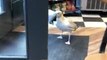 Brazen Seagull Seen Stealing Packet of Crisps From Bakery