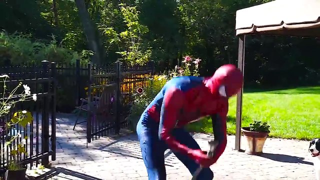 Spiderman CUTS Frozen Elsa Hair! w Fairy Godmother Captain America Joker Fun Superhero in real life | Superheroes | Spiderman | Superman | Frozen Elsa | Joker