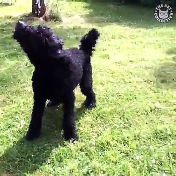 This is why I love poodles ❤️
