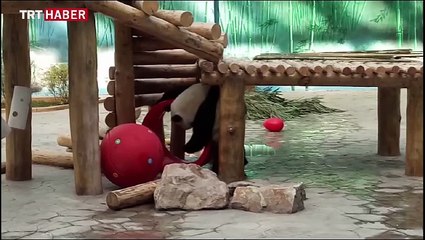 Sevimli panda Fafa, yeni oyuncağıyla oynamaya doyamıyor