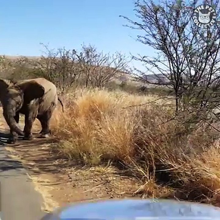 Elephants are basically just big puppies 