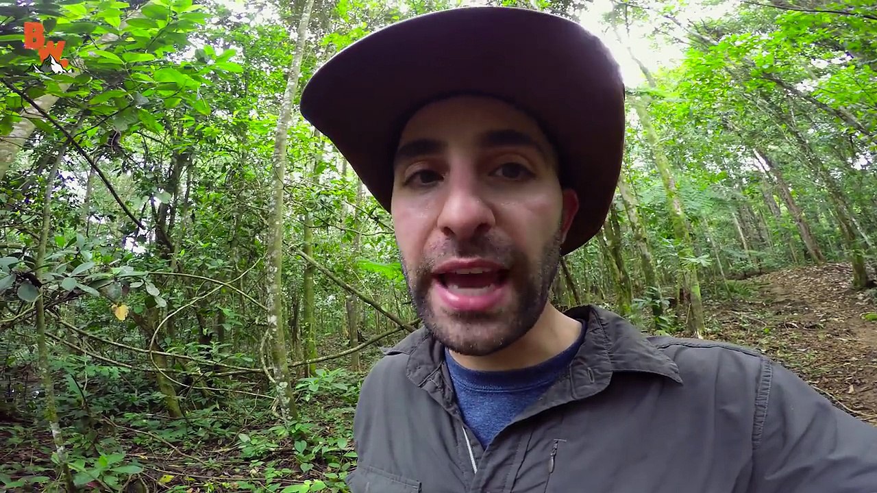 STUNG by a BULLET ANT!