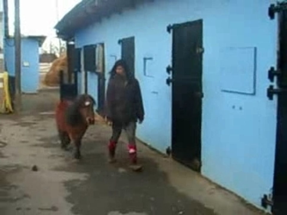 Mes ptits chevaux de cirque