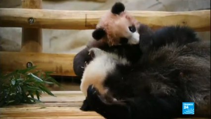 French-born panda cub makes first public appearance