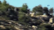 - İşgalci Yahudi yerleşimciler, Filistinlilerin 110 zeytin ağacını kesti