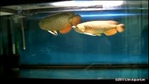 High Back RTG Arowana Pairing