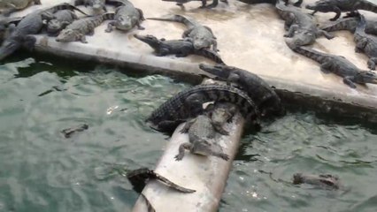 Download Video: L'heure du repas pour des centaines de crocodiles à Siem Reap (Cambodge)