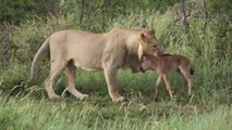 Cette lionne protège un bébé gnou d'un autre lion qui veut le dévorer