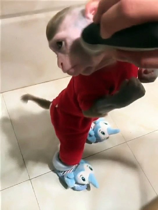 un singe chez le coiffeur