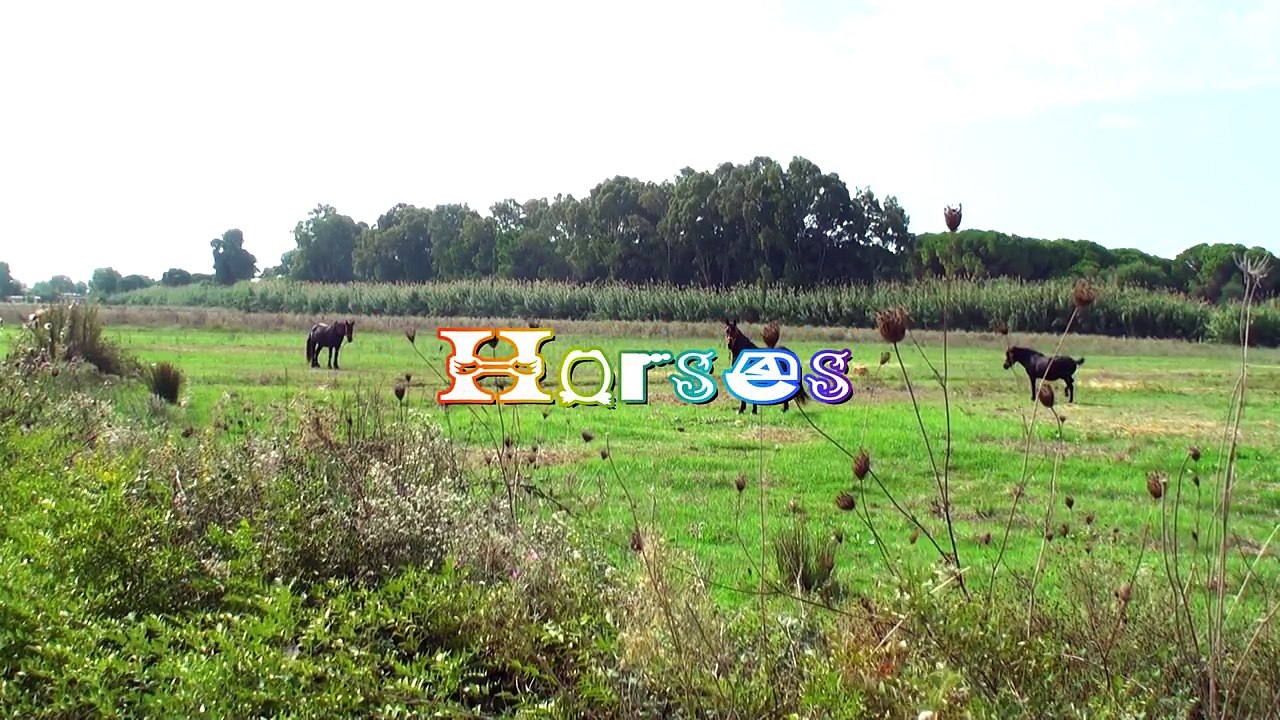 Horses neighing # Horse sounds for relaxing, meditation, sleep.