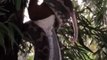Python Devours Possum in Impressive Gymnastic Display