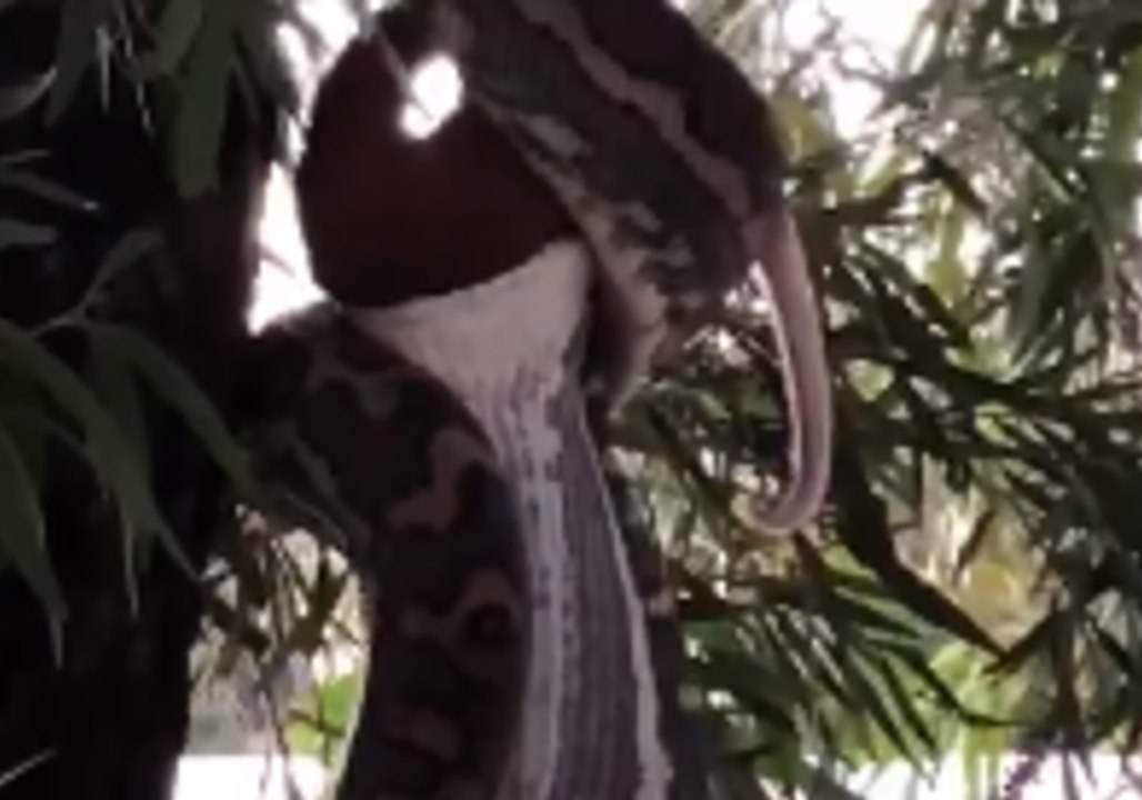 Python Devours Possum in Impressive Gymnastic Display