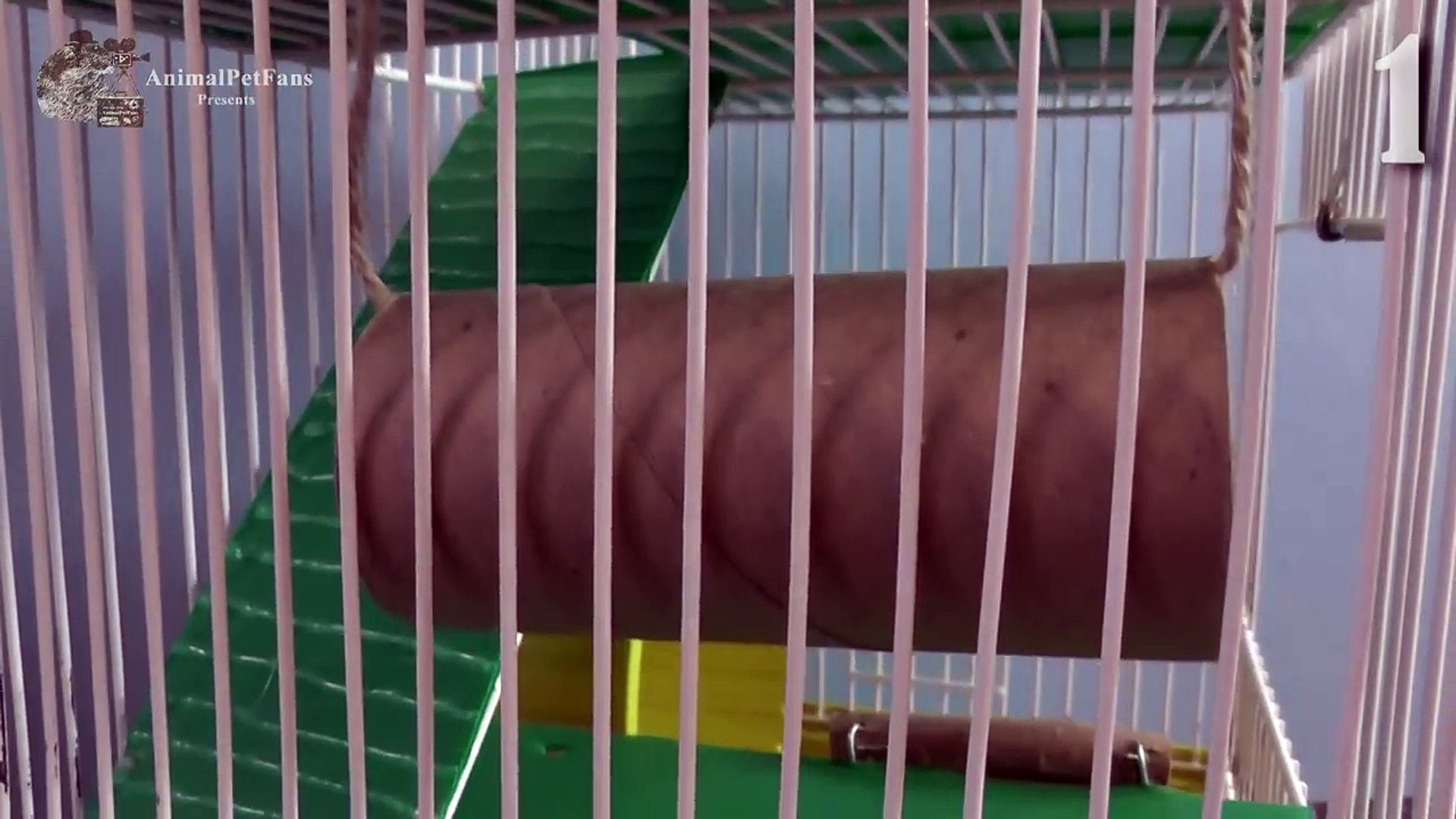 DIY: 9 Brinquedos para Hamster ~Com Rolos de Papel~ - video Dailymotion