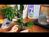 Как правильно ухаживать за орхидеей фаленопсис. Пересадка орхидеи