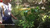 Amazing Children Make Crab Trap - How to Catch Crabs useing the Net in cambodia