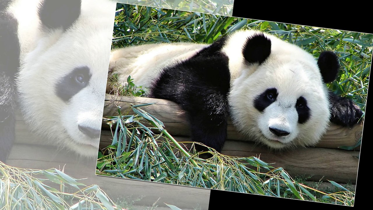 Panda - One of the gentle animals