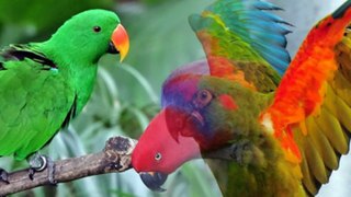 Parrot birds - One of the beautiful birds.