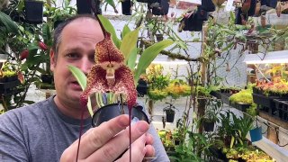 DRACULA ORCHID CARE SERIES: DARK AND RAINY DRACULA ORCHID CARE TIPS PART 1/3