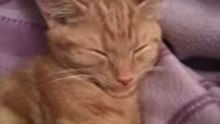 Cat's Cute Habit