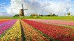 Top 10 Most Beautiful Flower Fields in the World