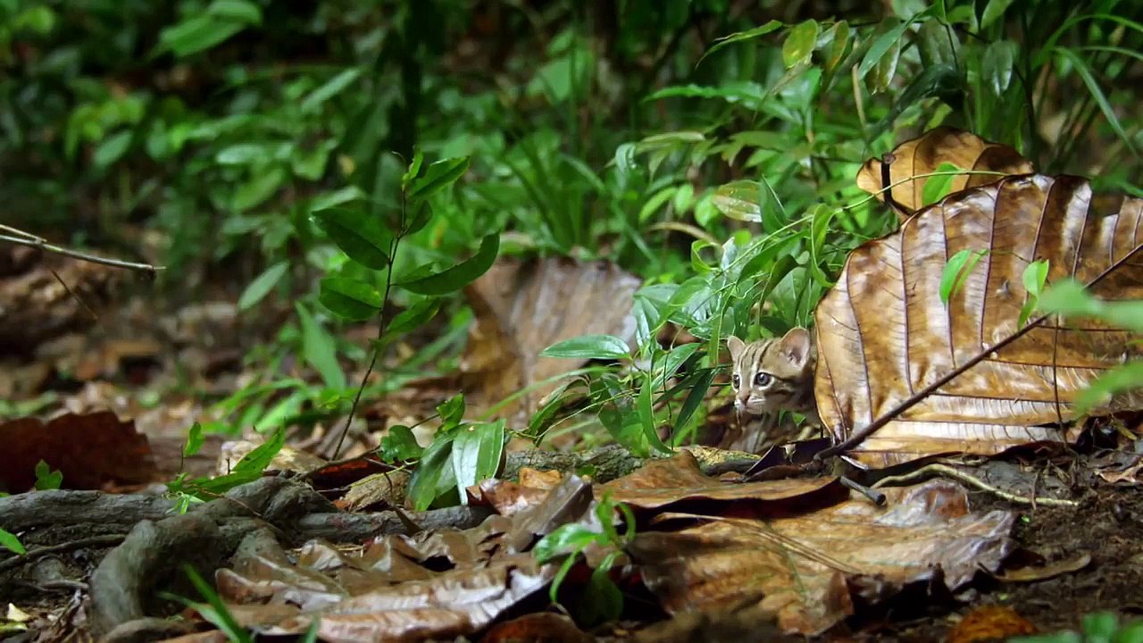 Le plus petit chat du monde