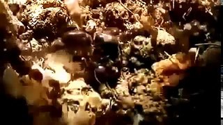 Ants Documentary Channel National Geographic War of the Ants