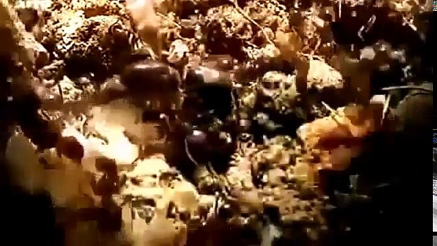 Ants Documentary Channel National Geographic War of the Ants