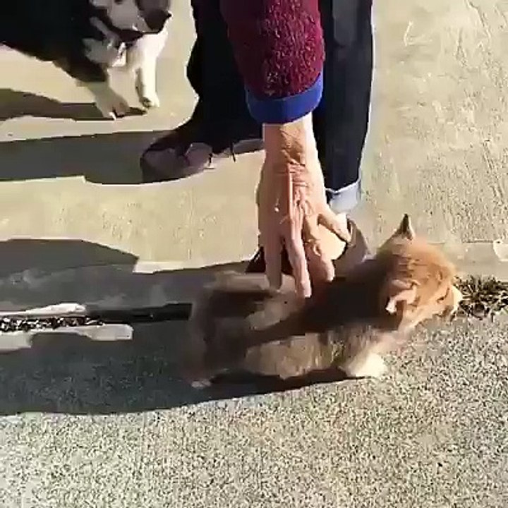 Bé corgi tí xíu lần đầu được sen dắt ra ngoài dạo phố nè :vMông bé chưn ngắn chạy lon ton thấy ghét ( ' 3 ' )