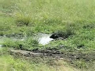 Hyenas Kill Baby Cape Buffalo - SERIOUSLY HARD TO WATCH