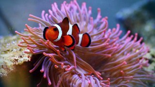 10 Incredible Organisms Working Together In Nature